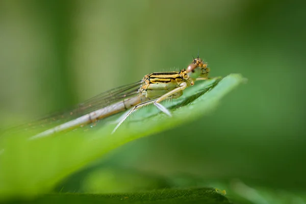 Μια Κοινή Χειμερινή Damselfly Sympecma Fusca Ακουμπισμένη Ένα Φύλλο Άνοιξη — Φωτογραφία Αρχείου