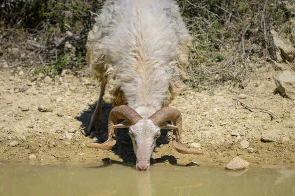 A male sheep with beautiful horns drinking, small pond in Cres (Croatia), sunny day in springtime