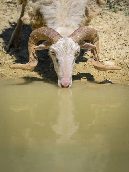 A male sheep with beautiful horns drinking, small pond in Cres (Croatia), sunny day in springtime