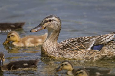 A female mallard with young ducklings on a small pond, sunny day in summer