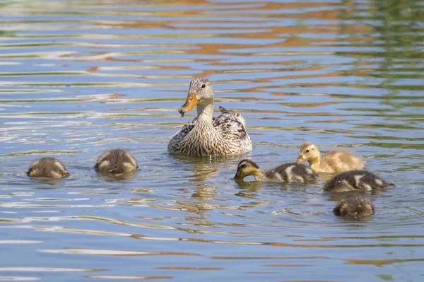 Female Mallard Young Ducklings Small Pond Sunny Day Summer — Photo