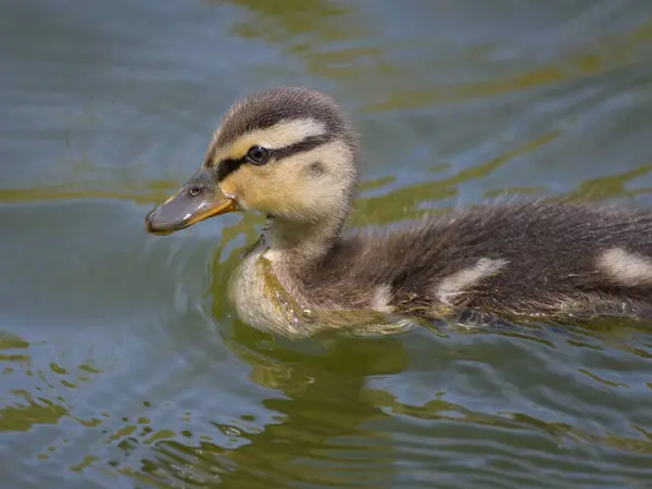 Young Duckling Swimming Water Sunny Day Summer — Photo