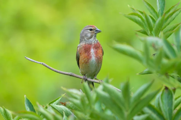 Male Common Linnet Sitting Small Twig Sunny Day Summer — Foto Stock