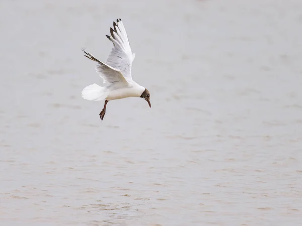 Black Headed Gull Landing Water Calm Cloudy Day Summer Atlantic — 图库照片