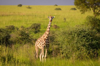 Portrait of a giraffe in Murchinson Falls National Park (Uganda), sunny day in may