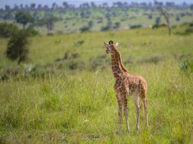 Portrait of a giraffe in Murchinson Falls National Park (Uganda), sunny day in may
