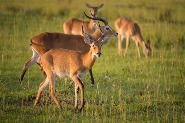 Ugandan Kobs Kobus Thomasi Murchinson Falls National Park Uganda Sunny — Stockfoto