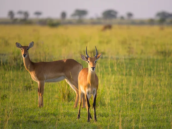 Ugandan Kobs Kobus Thomasi Murchinson Falls National Park Uganda Sunny — Fotografia de Stock