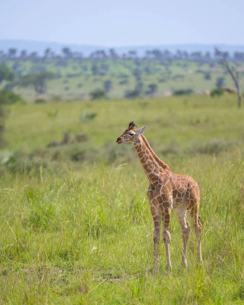 Portrait Giraffe Murchinson Falls National Park Uganda Sunny Day May — Stock Photo, Image