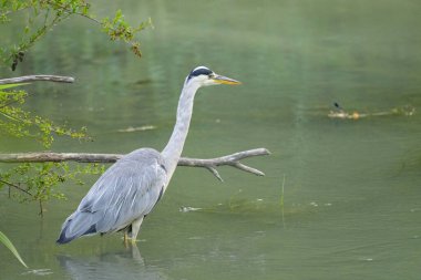 A Grey Heron fishing in a small river, early morning in summer, Vienna (Austria)