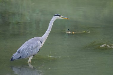 A Grey Heron fishing in a small river, early morning in summer, Vienna (Austria)