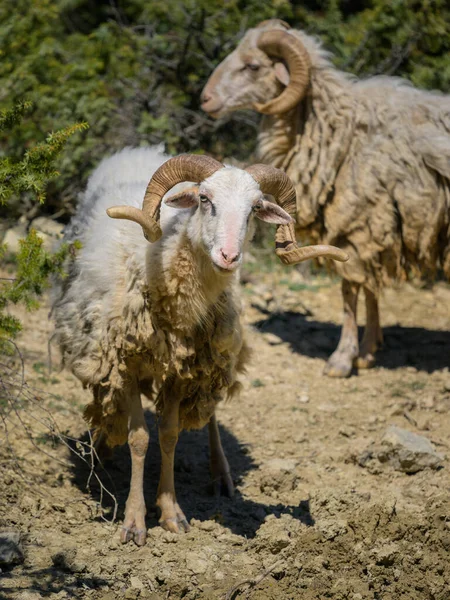 Portrait of a sheep in Croatia with beautiful horns, sunny day in spring