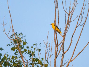 Bir Avrasya Altın Asyalı Oriolusu (Oriolus oriolus) bir ağaçta oturur, ilkbaharda güneşli bir sabah, mavi gökyüzü, Viyana (Avusturya))