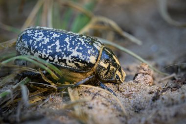 Kumda yürüyen büyük bir Scarab böceği (Polyphylla fullo), Fransa