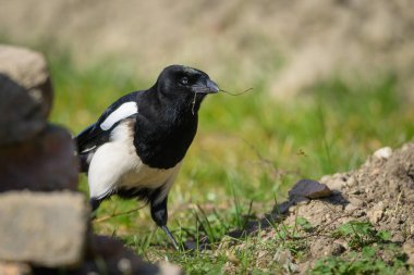 Yaygın bir saksağan (Pica pica) bahçede yürüyüş ve yuva malzemesi arıyor, ilkbaharın erken saatlerinde güneşli bir gün