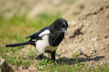 Yaygın bir saksağan (Pica pica) bahçede yürüyüş ve yuva malzemesi arıyor, ilkbaharın erken saatlerinde güneşli bir gün