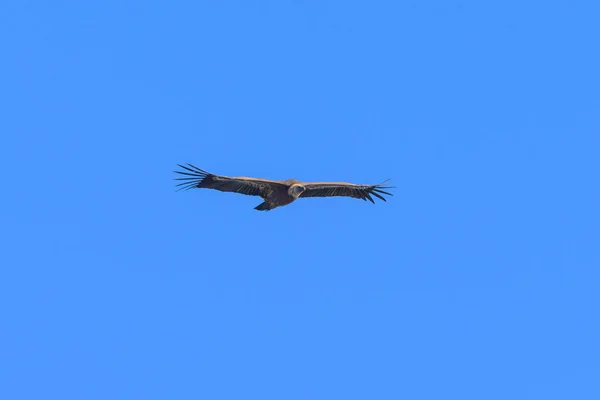 One Griffon Vulture Gyps Fulvus Flying Front Blue Sky Sunny — Stock Photo, Image