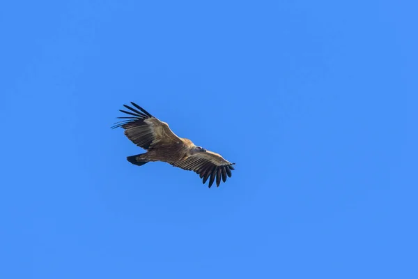 Abutre Griffon Gyps Fulvus Voando Frente Céu Azul Dia Ensolarado — Fotografia de Stock