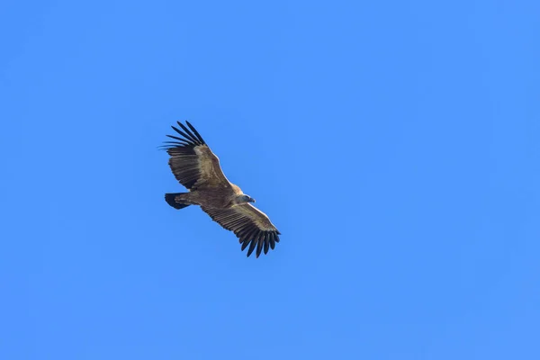 One Griffon Vulture Gyps Fulvus Flying Front Blue Sky Sunny — Stock Photo, Image