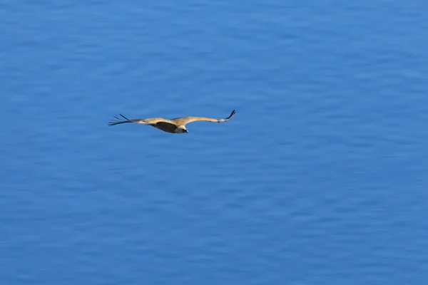 Mavi Gökyüzünün Önünde Uçan Bir Griffon Akbabası — Stok fotoğraf