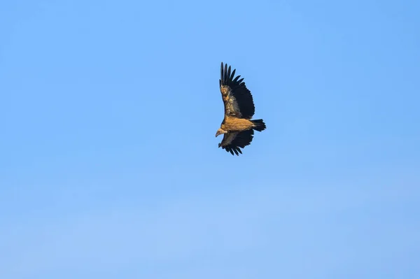 One Griffon Vulture Gyps Fulvus Flying Front Blue Sky Sunny — Stock Photo, Image