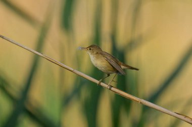 Yazın güneşli bir sabahta, Viyana 'da bir sazlıkta oturan Avrasyalı Reed Warbler.)
