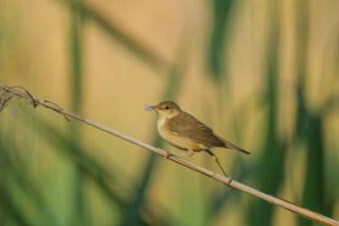 Yazın güneşli bir sabahta, Viyana 'da bir sazlıkta oturan Avrasyalı Reed Warbler.)
