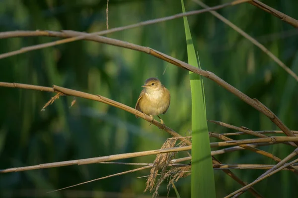 Egy Eurázsiai Reed Warbler Egy Napos Nyári Reggelen Egy Nádason — Stock Fotó