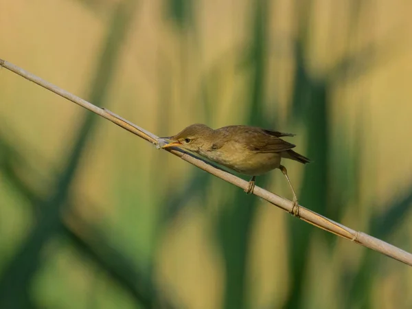 Egy Eurázsiai Reed Warbler Egy Napos Nyári Reggelen Egy Nádason — Stock Fotó