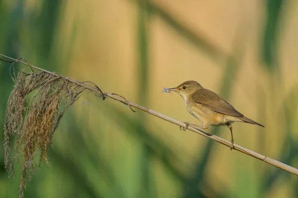 Egy Eurázsiai Reed Warbler Egy Napos Nyári Reggelen Egy Nádason — Stock Fotó