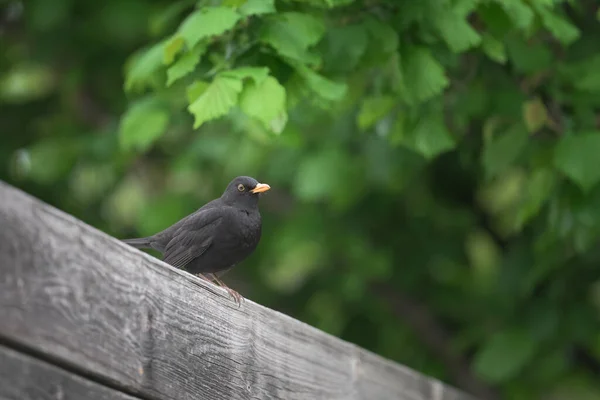 Blackbird Comum Sentado Telhado Dia Nublado Verão Viena Áustria — Fotografia de Stock