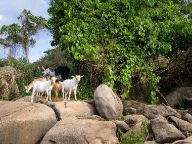Uganda 'da Victoria Nil' inin Itanda Şelalesi yakınlarındaki keçiler, Mayıs ayının güneşli bir günü.