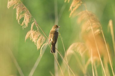 Bir Great Reed Warbler kamış üzerinde oturuyor ve şarkı söylüyor, güneşli bir yaz sabahı, Viyana (Avusturya))