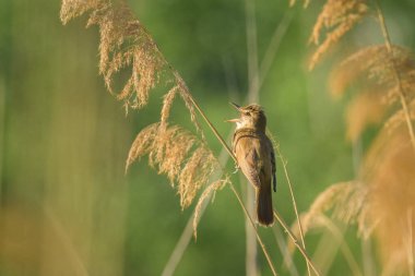 Bir Great Reed Warbler kamış üzerinde oturuyor ve şarkı söylüyor, güneşli bir yaz sabahı, Viyana (Avusturya))
