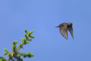 Sıradan bir sığırcık bir ağacı koparır, mavi gökyüzü, baharda güneşli bir gün, Viyana (Avusturya))