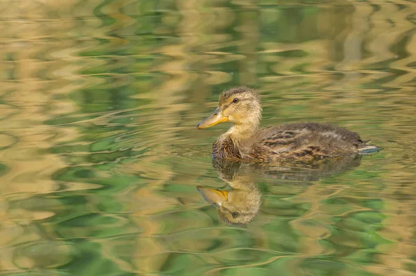 Ung Gräsänder Simmar Sjö Solig Morgon Sommar Wien Österrike — Stockfoto