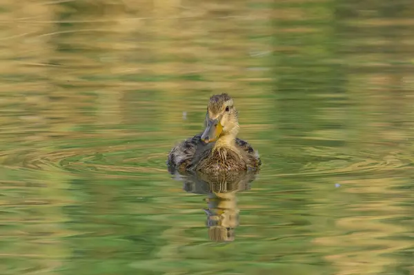 Ung Gräsänder Simmar Sjö Solig Morgon Sommar Wien Österrike — Stockfoto