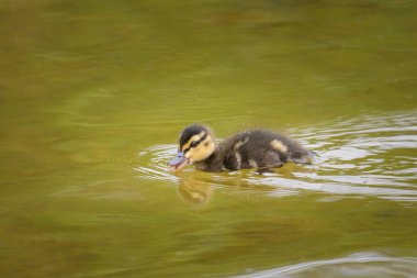Gölde yüzen genç bir yaban ördeği, yazın güneşli bir sabah, Viyana (Avusturya))