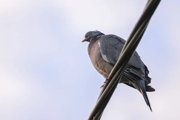 Common Wood Pigeon Sitting Cable Cloudy Sky Vienna Austria — Stock Photo, Image