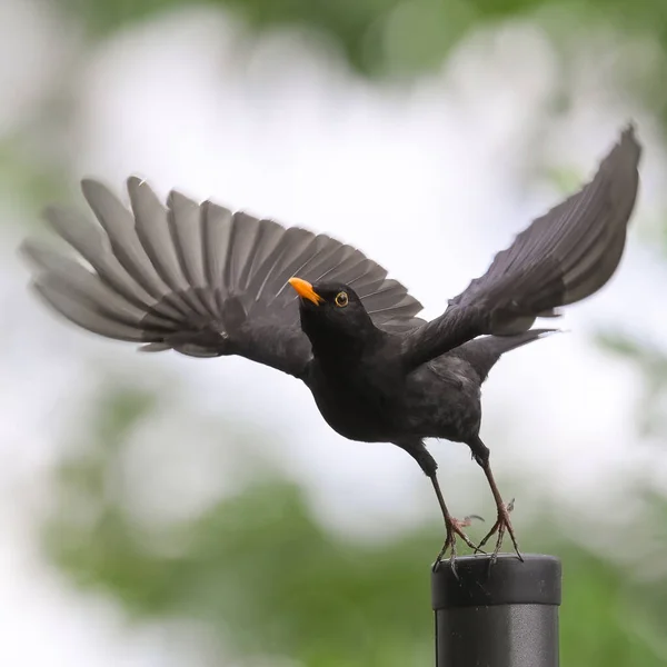 Merle Mâle Turdus Merula Décollant Une Clôture Fond Blanc Vert — Photo