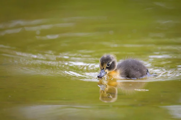 Jovem Mallard Nadando Uma Lagoa Manhã Ensolarada Verão Viena Áustria — Fotografia de Stock