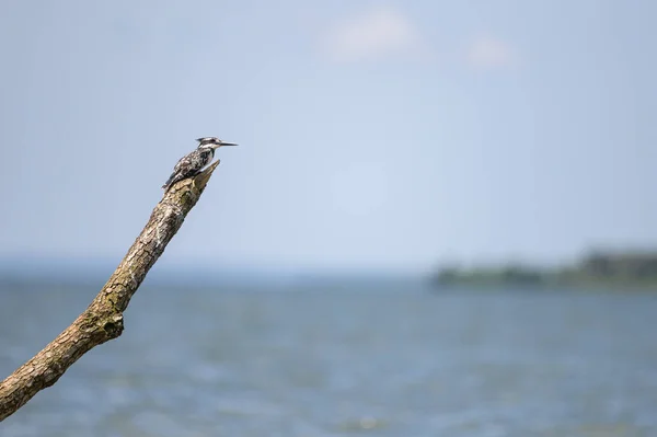 Pied Kingfisher Sentado Ramo Lago Victoria Uganda — Fotografia de Stock