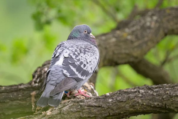 Rock Dove Sitting Tree Cloudy Day Summer — Stock Photo, Image