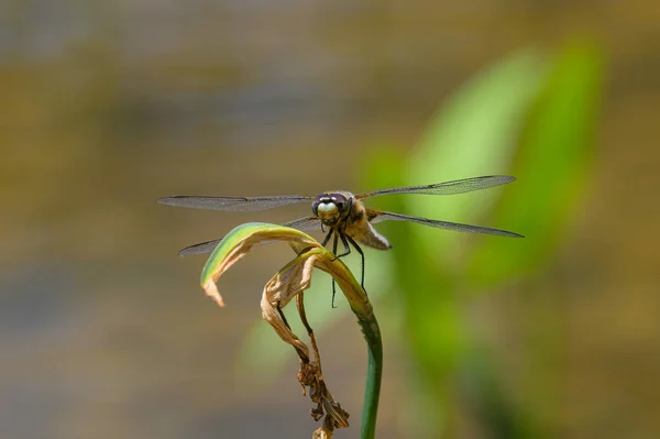 在春天阳光灿烂的一天 四只斑斑的猎豹 Libellula Quadrimaculata 坐在一个小池塘边的一棵绿色植物上 — 图库照片