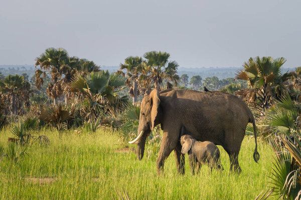 African bush elephants in Murchinson Falls National Park (Uganda), sunny morning in May, male, young