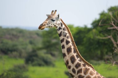 Portrait of a giraffe in Murchinson Falls National Park (Uganda), sunny day in may