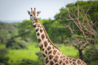 Portrait of a giraffe in Murchinson Falls National Park (Uganda), sunny day in may