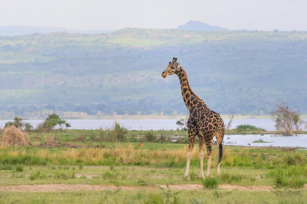 乌干达Murchinson Falls国家公园的一只雄性长颈鹿 五月的晴天 — 图库照片