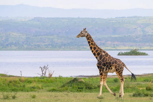 Samiec Żyrafy Parku Narodowym Murchinson Falls Uganda Słoneczny Dzień Maju — Zdjęcie stockowe