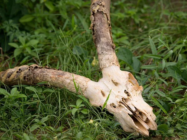 Cranio Antilope Distesa Terra Nel Parco Nazionale Murchinson Falls Uganda — Foto Stock